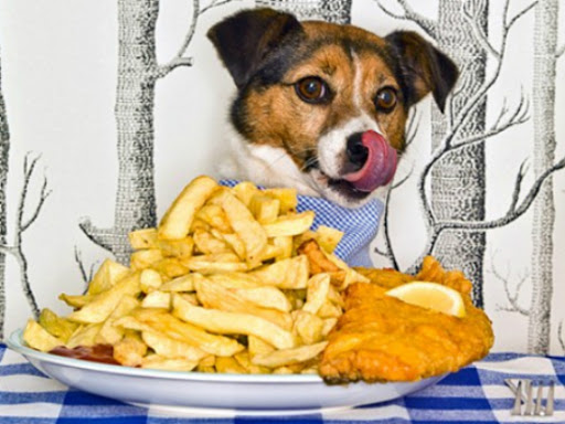 Que Tipo de Alimentação Humana Posso Dar Para o Cachorro?