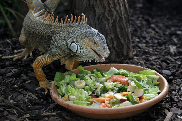 Qual é a Comida Preferida dos Lagartos?