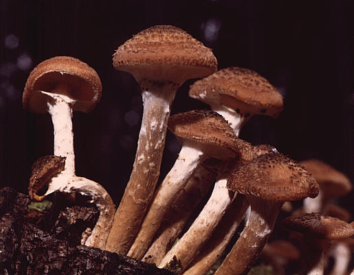 Tipos De Fungos: Espécies Com Nomes, Fotos E Curiosidades