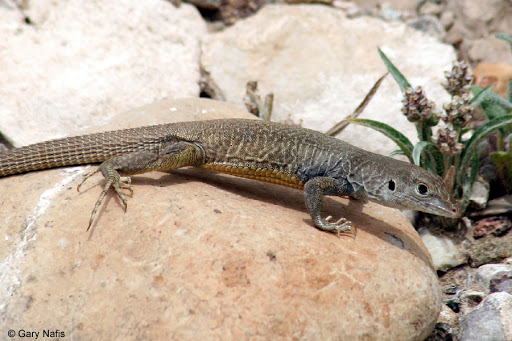Lagarto Marmoreado: Características, Habitat e Fotos