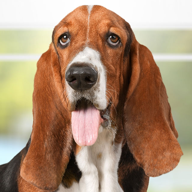 Qual o Peso Ideal de Um Basset Hound Adulto e Filhote?