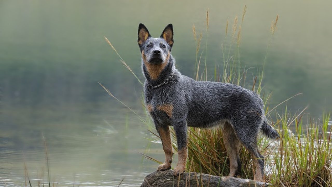 Top 10 Raças de Cachorros Mais Inteligentes do Mundo