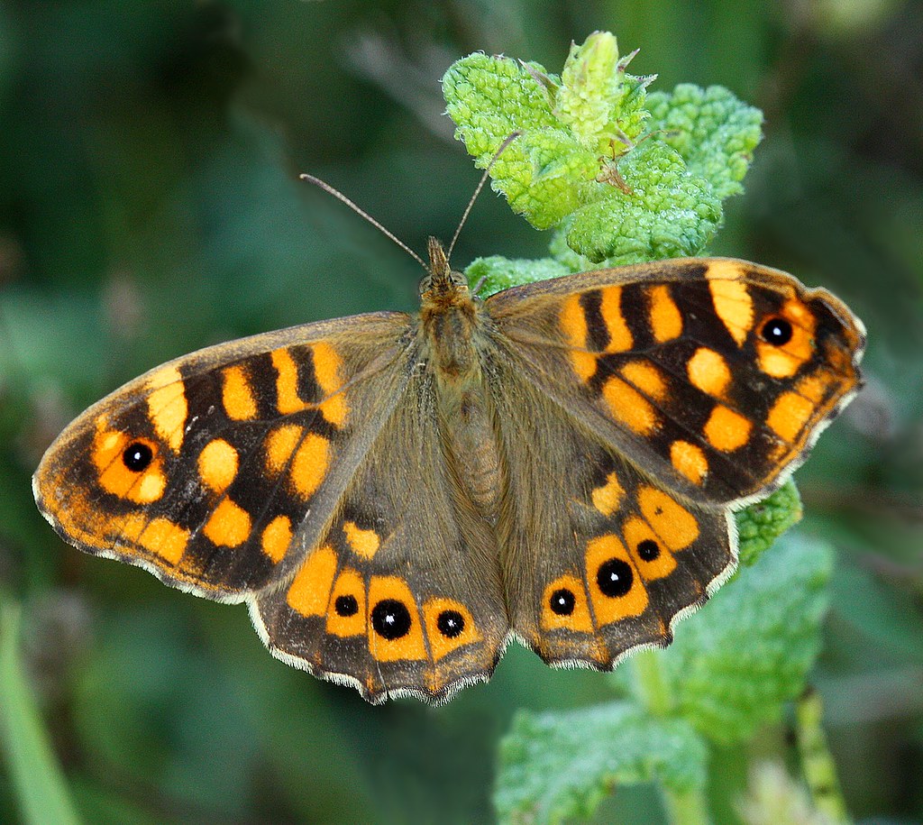 Borboleta Malhadinha: Características, Nome Cientifico e Fotos