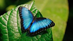 Borboleta Morpho Azul: Caracteristicas, Nome Cientifico E Fotos