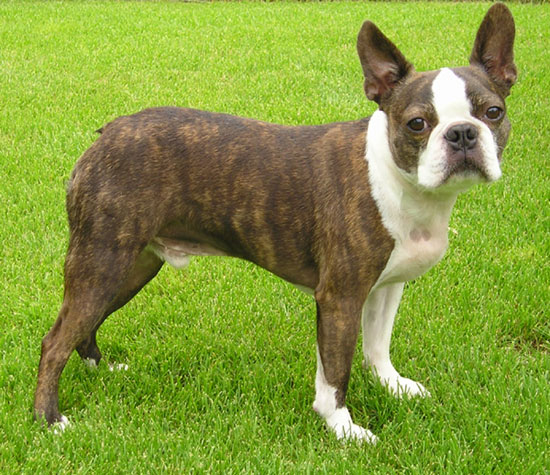 Diferença Entre Buldogue Francês e Boston Terrier