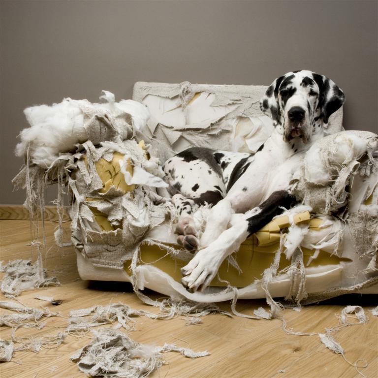 Como Fazer Cachorro Parar de Morder Móveis?