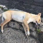 Cachorro Morto na Calçada