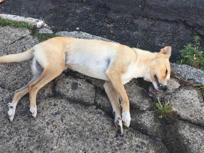 Cachorros Gostam de Morrer Sozinhos?