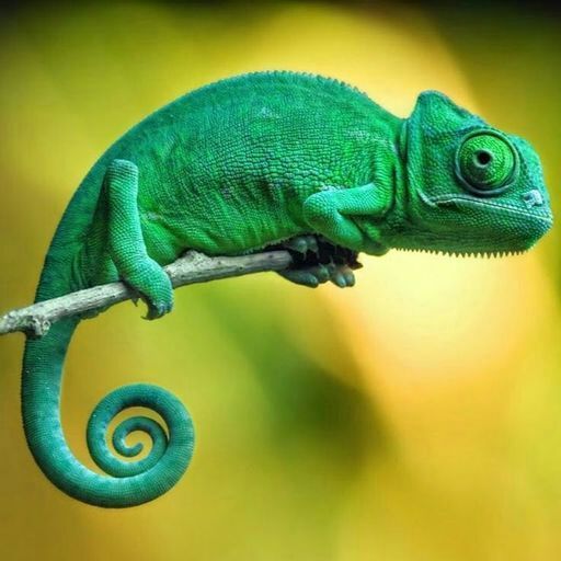 Ficha Tecnica Do Camaleão: Peso, Altura, Tamanho E Imagens