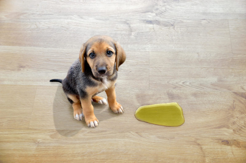 Meu Cachorro Desaprendeu a Fazer as Necessidades No Lugar Certo | O Que Fazer?