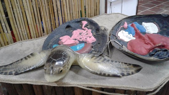 Como É Por Dentro Do Casco De Uma Tartaruga?