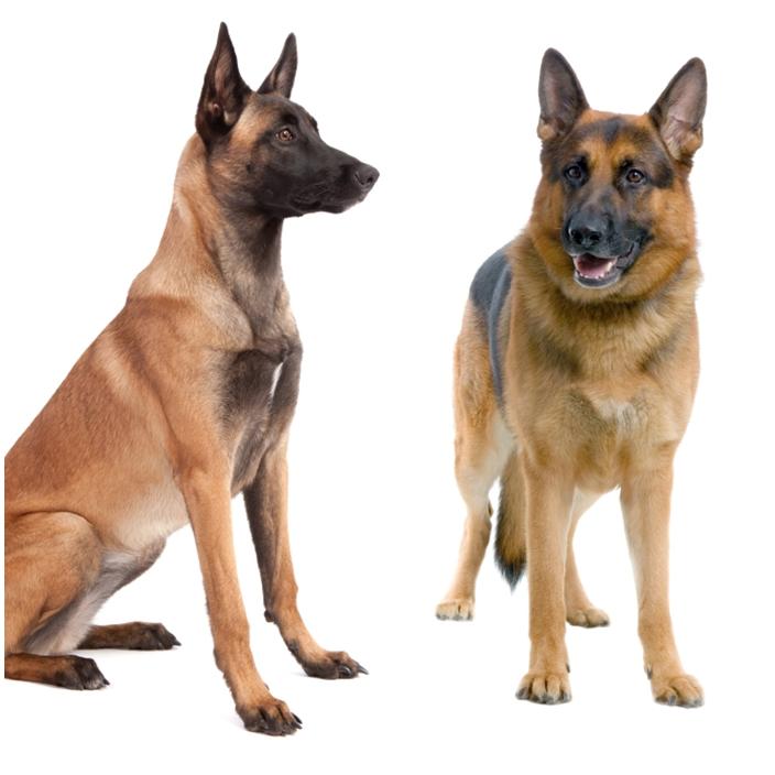 Diferenças Entre o Pastor Alemão e o Pastor Belga Malinois