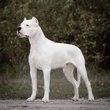 Videos De Dogo Argentino Cacando Animais Grandes
