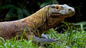 Reproducao da Dragão-de-Komodo: Filhotes e Periodo de Gestacao