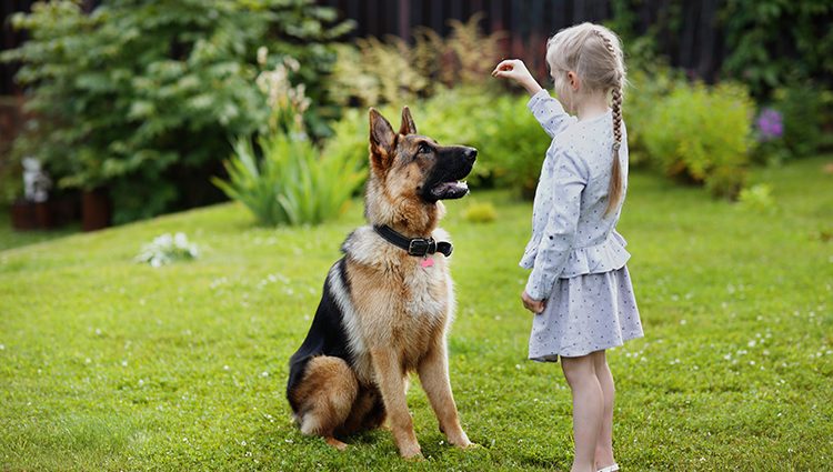 Como Ensinar Comandos Básicos ao Cachorro?