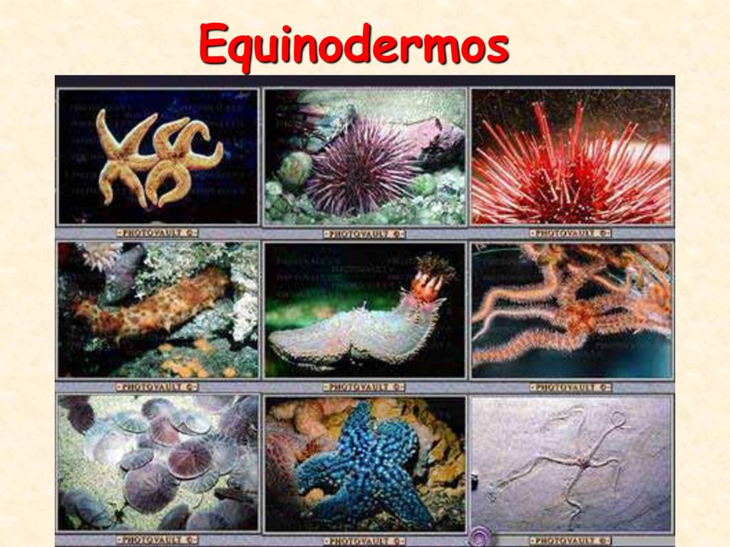Ficha Tecnica Dos Equinodermos: Peso, Altura, Tamanho E Imagens
