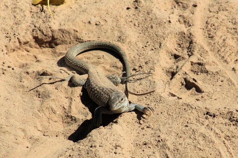 Lagarto-Chicote-Manchado-de-Chihuahuan: Características