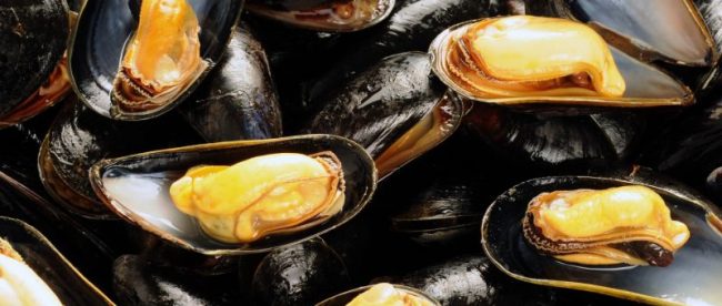Quais São os Predadores dos Bivalves e Seus Inimigos Naturais?