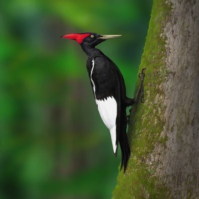 Pica-Pau-Imperial: Características, Nome Científico e Fotos