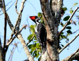 Pica Pau Rei: Características, Nome Científico e Fatos