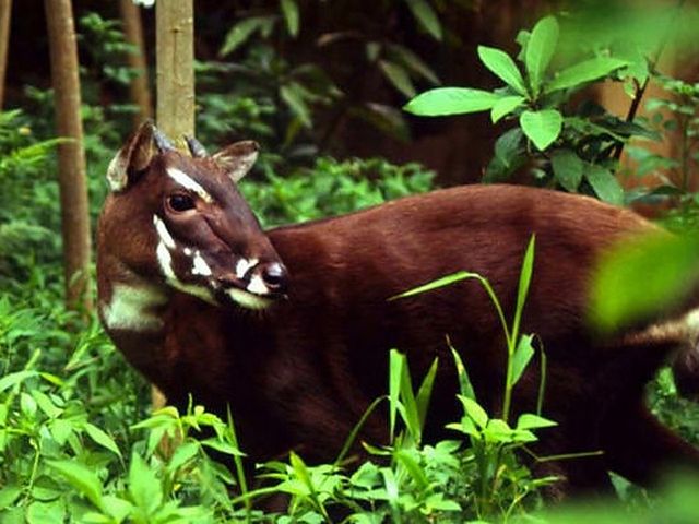 Quais Sao Os Predadores Do Saola E Seus Inimigos Naturais?