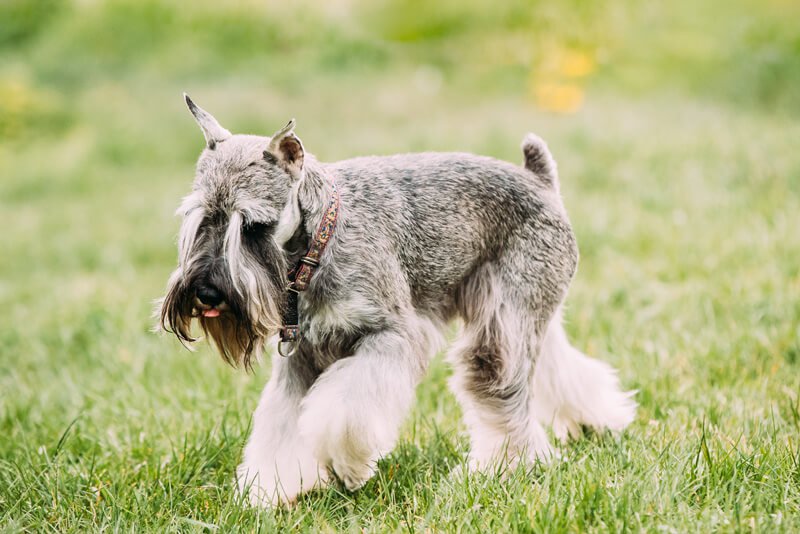 Tipos de Schnauzer: Mini, Gigante e Standard