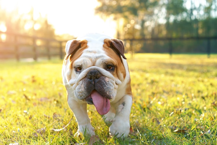 Cores do Buldogue: Tigrado, Fulvo, Branco, Chocolate Com Fotos