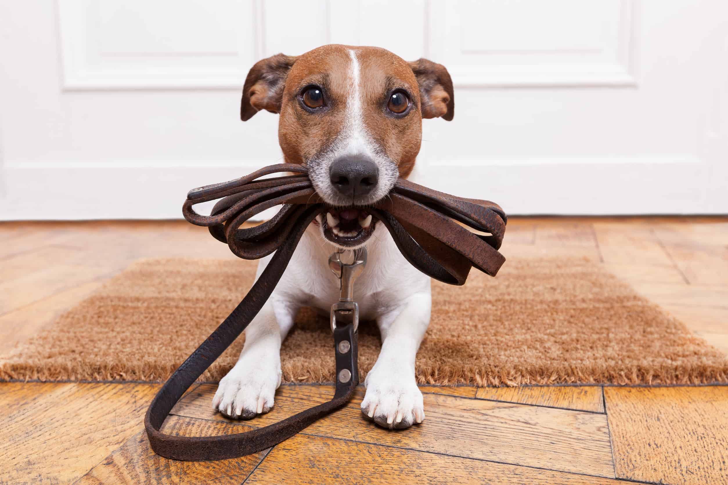Cachorro Fujão: O Que Fazer? Como Evitar Que Ele Saia?