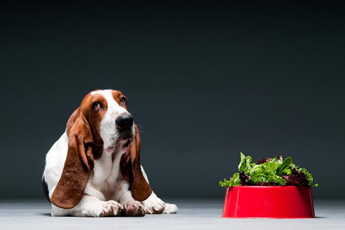 Alimentação Do Basset Hound: O Que Eles Comem?