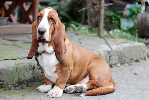 Filhote de Basset Hound para Adoção: Onde Encontrar?