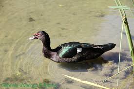 Pato-Selvagem: Características, Nome Científico, Habitat e Fotos