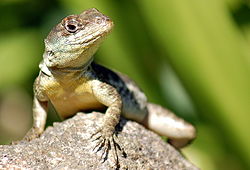 Alimentação do Lagarto: O Que Eles Comem?