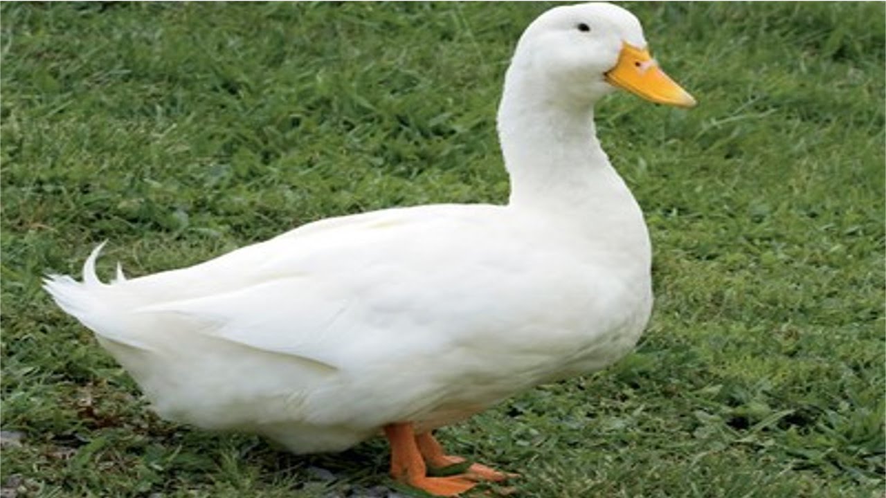 Ciclo de Vida do Marreco: Quantos Anos Eles Vivem?