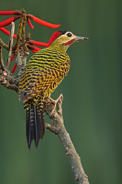 Pica-Pau-Verde-Barrado: Características, Habitat e Fotos