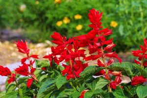 História da Flor Sálvia-Ananás, Significado e Origem da Planta