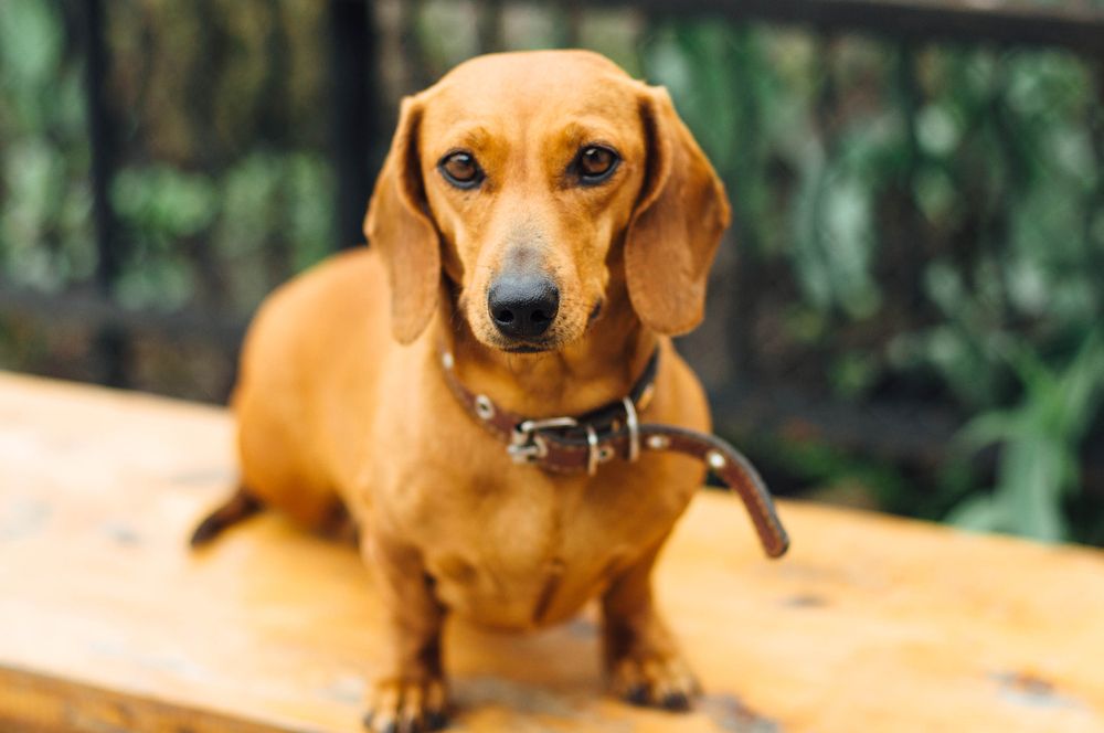 Cores do Dachshund: Preto, Vermelho, Creme e Chocolate
