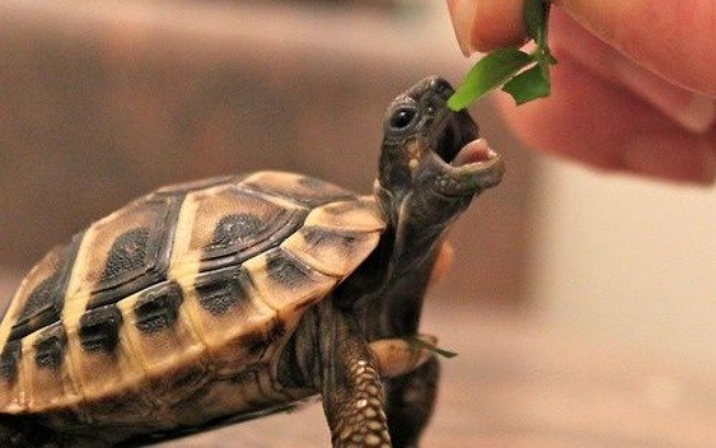 O Que dar Para um Filhote de Tartaruga Comer?