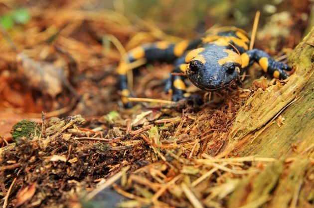 Quais São os Predadores da Salamandra e Seus Inimigos?