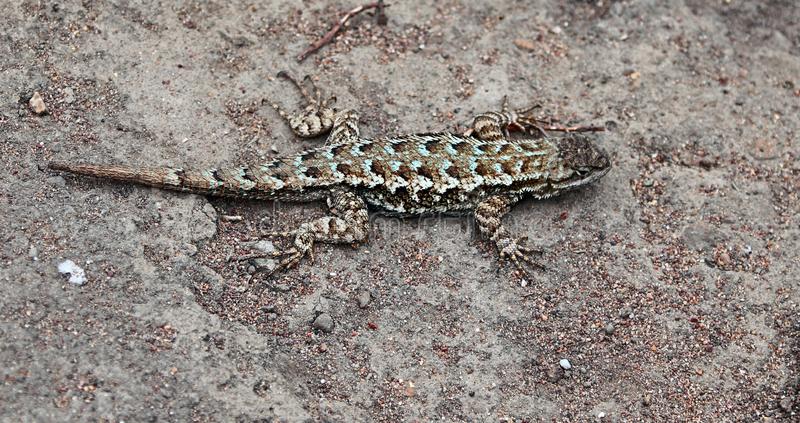 Lagarto Manchado do Planalto: Características e Habitat