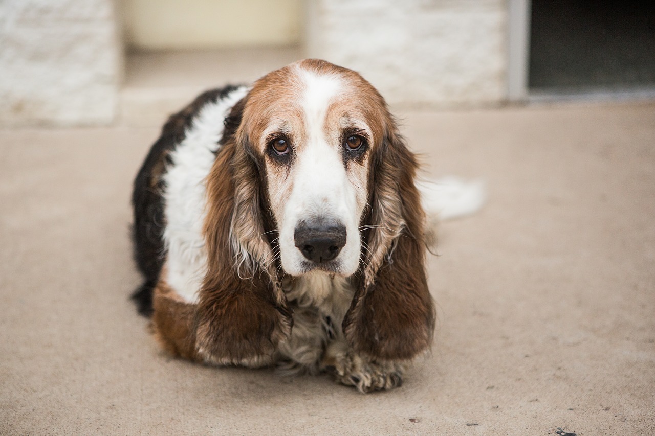 Comportamento do Basset Hound, Hábitos e Modo de Vida