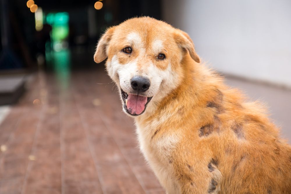 O Que é Bom Para Curar Peladeira de Cachorro?