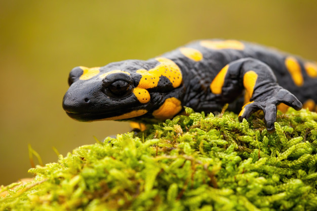 Reprodução da Salamandra: Filhotes e Período de Gestação