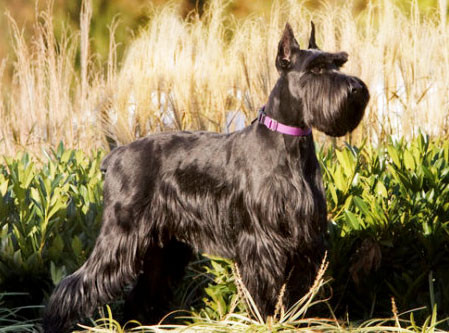 Schnauzer Preço, Valor Para Comprar e Fotos