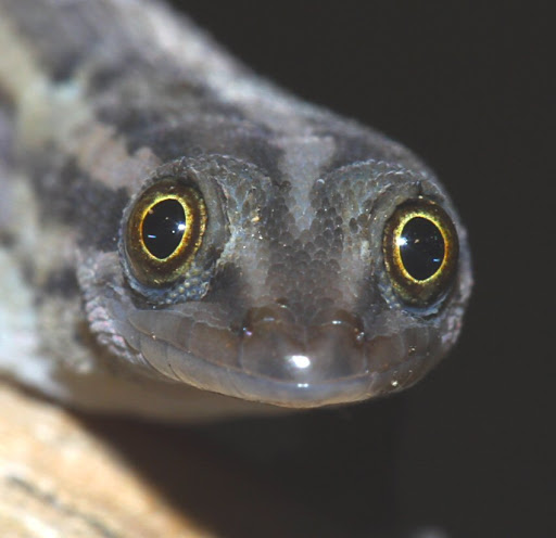 Qual é a Velocidade de um Lagarto?