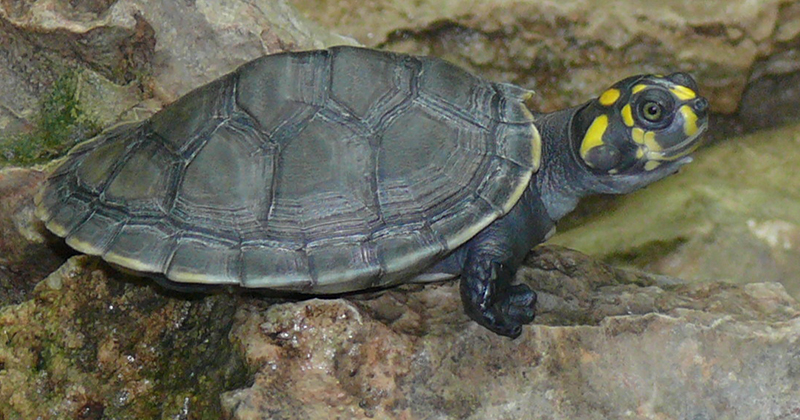 História do Tracajá e Origem do Animal