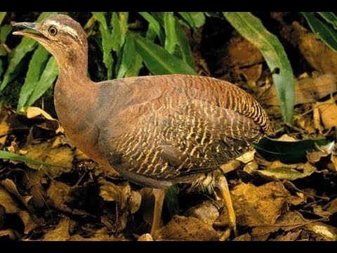 Animais Que Começam Com a Letra Z: Nome e Caraterísticas