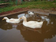 Qual a Diferença Entre Um Pato e Uma Pata?