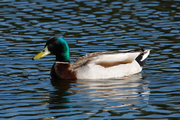 Pato Real: Características, Nome Científico, Habitat e Fotos