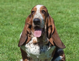 Cores do Basset Hound: Preto, Branco e Marrom com Fotos