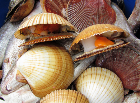 Ficha Técnica dos Bivalves: Peso, Altura, Tamanho e Imagens